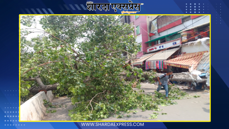 Meerut News: घंटाघर के पास गिरा पेड़, बाल-बाल बचे लोग, पढ़िए पूरी खबर