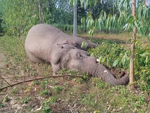 Saharanpur Haathi ki mout