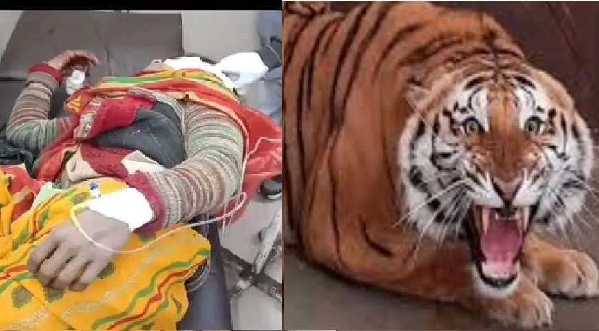 Bahraich tiger attack