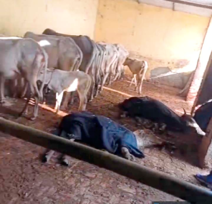 Four cows died under suspicious circumstances at the cow shelter