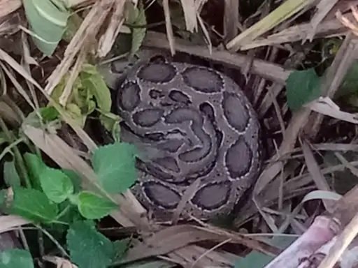 Hastinapur Forest Department caught python from the field