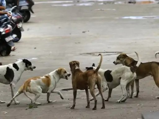 Terror of stray dogs