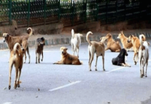 Meerut News: नगर निगम कैसे कराएगा कुत्तों पर सुप्रीम आदेश का पालन ….ना ही बने अभी तक शेल्टर हाऊस, और….