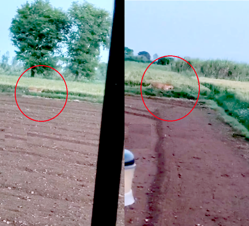 Rasulpur Gaonwadi leopard