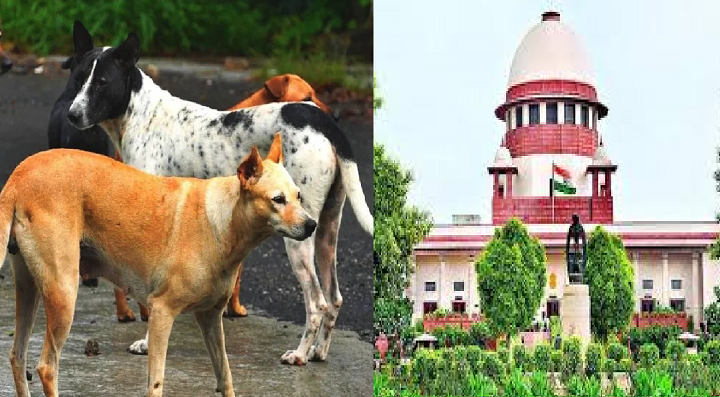 Supreme Court is big decision on stray dogs